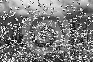 Thousands Snow Geese Flying Skagit Valley Washington