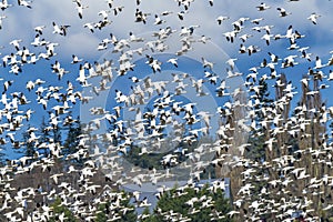 Thousands Snow Geese Flying Skagit Valley Washington