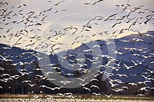 Thousands of Snow Geese Flying and Taking Off photo