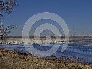 Thousands of Snow Geese Migrate Through Missouri