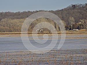 Thousands of Snow Geese Migrate Through Missouri