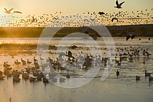 Thousands of snow geese and Sandhill cranes sit on lake at sunrise after early winter freeze at the Bosque del Apache National