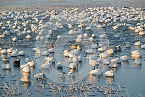 Thousands of snow geese and Sandhill cranes sit on lake at sunrise after early winter freeze at the Bosque del Apache National