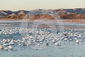 Thousands of snow geese and Sandhill cranes sit on lake at sunrise after early winter freeze at the Bosque del Apache National photo