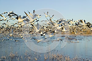 Thousands of snow geese take off at sunrise at the Bosque del Apache National Wildlife Refuge, near San Antonio and Socorro, New