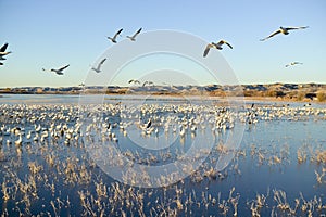 Thousands of snow geese take off at sunrise at the Bosque del Apache National Wildlife Refuge, near San Antonio and Socorro, New