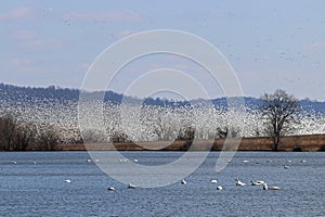 Thousands of snow geese with tundra swans