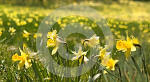 Thousands of wild daffodials