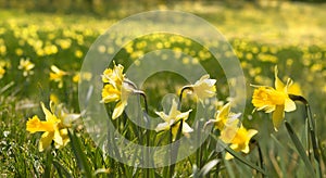 Thousands of wild daffodials photo