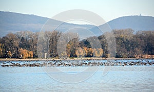 Thousands of wild geese overwinter on the lake