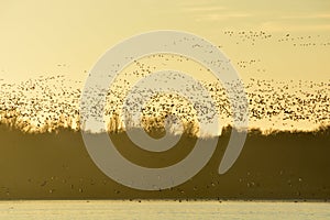 Thousands of wild geese overwinter on the lake