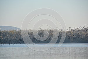 Thousands of wild geese overwinter on the lake photo