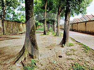 Thouse Green Tree Between Two Starter Wall.