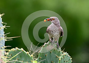 Thrasher on a cactus