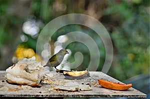 A thraupis palmarum bird in the bird feeder