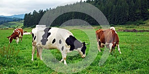 Thre cows eating grass on grassland with forest in backgraund. Two of them are brown - red color