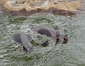 Thre hippos under the water