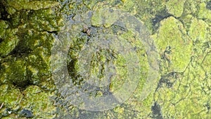 Thread algae on the water in the pond, green floating algae in the pond