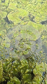 Thread algae on the water in the pond, green floating algae in the pond