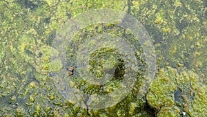 Thread algae on the water in the pond, green floating algae in the pond