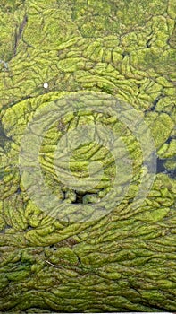 Thread algae on the water in the pond, green floating algae in the pond