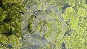 Thread algae on the water in the pond, green floating algae in the pond