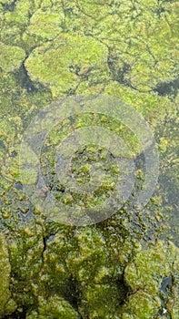 Thread algae on the water in the pond, green floating algae in the pond