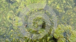 Thread algae on the water in the pond, green floating algae in the pond