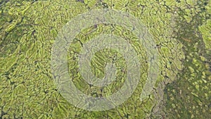 Thread algae on the water in the pond, green floating algae in the pond