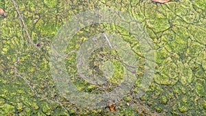 Thread algae on the water in the pond, green floating algae in the pond