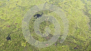 Thread algae on the water in the pond, green floating algae in the pond