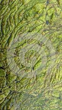 Thread algae on the water in the pond, green floating algae in the pond