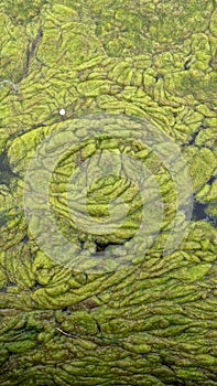 Thread algae on the water in the pond, green floating algae in the pond