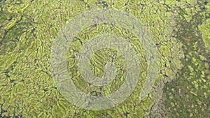 Thread algae on the water in the pond, green floating algae in the pond