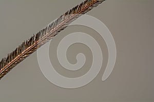 Thread / Hair / Single strand of Peacock Feather
