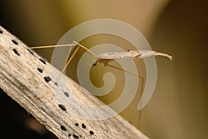 Thread-Legged Bug in Satara