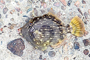 Thread-sail filefish