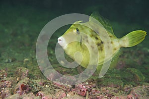 Thread-Sail Filefish-Stephanolepis cirrhifer