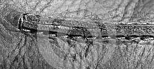 Thread seam on black leather material as background