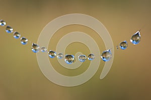 Thread of spider web covered by morning dew drops