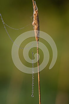 Thread of spider web covered by morning dew drops hanging from dry straw