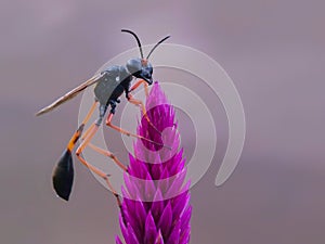 Thread waisted wasp