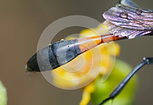 Thread waisted wasp abdomen closeup