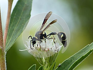 Thread Waisted Wasp Feeding On White Flower Cluster