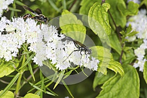 Thread waisted wasp foraging for nectar on mountain mint flowers photo