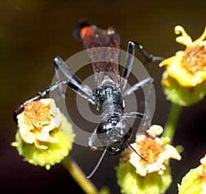 Thread waisted wasp head and pinchers