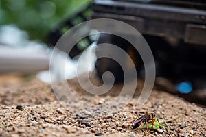 Thread-waisted wasp preparing to bury a stunned katydid in a sandbox