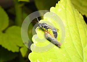 A Thread Waisted Wasp with prey