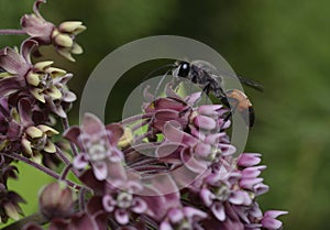 thread-waisted wasp, Sphecidae sitting on pink wild flowers