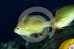 Threadfin anthias female